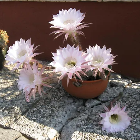 Bed & Breakfast Haus Falle Schiefling am See