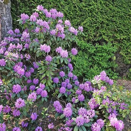 Haus Falle לינה וארוחת בוקר שיפלינג אם סי