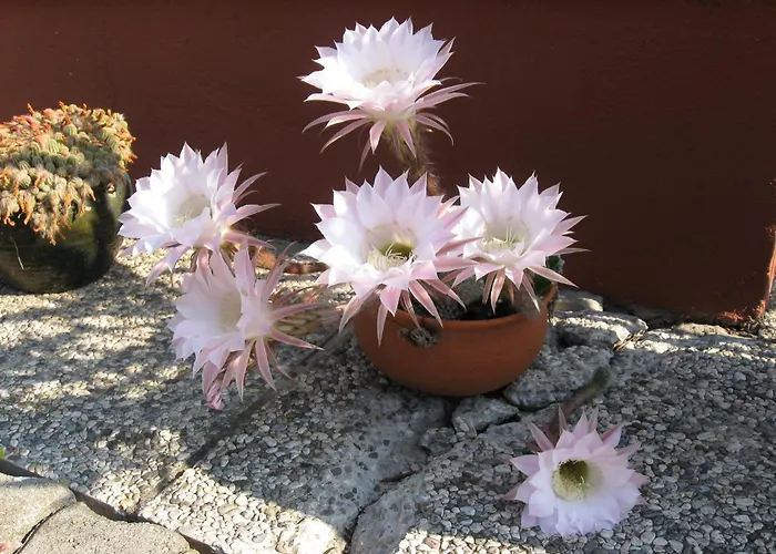 Bed & Breakfast Haus Falle Schiefling am See